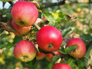© Pixabay Apfel am Ast apples-693986_1280.jpg © Pixabay Apfel am Ast © Pixabay