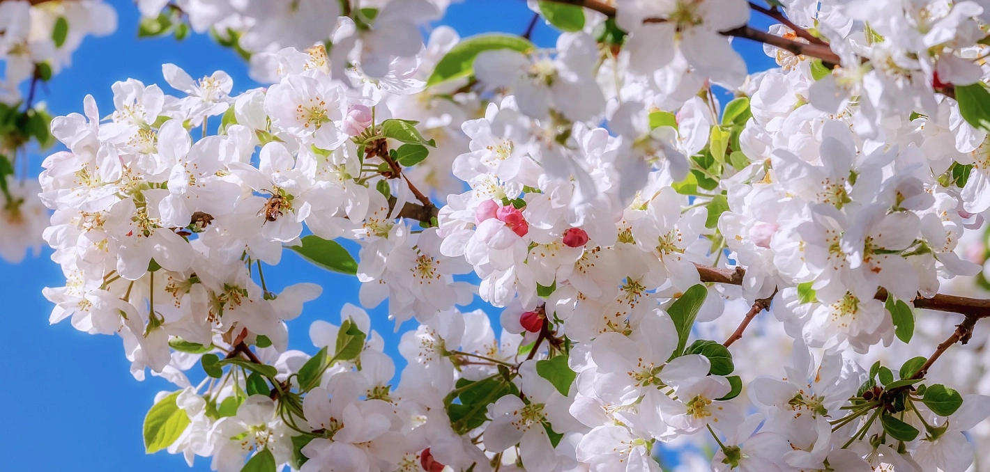 © Pixabay Apfelblüte