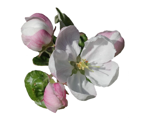 © Pixabay Apfelblüte&nbsp;&copy;&nbsp;© Pixabay
