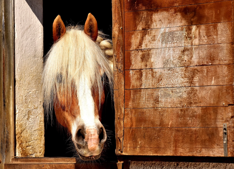 © Pixabay Ponyreiten.jpg © Pixabay Ponyreiten © © Pixabay
