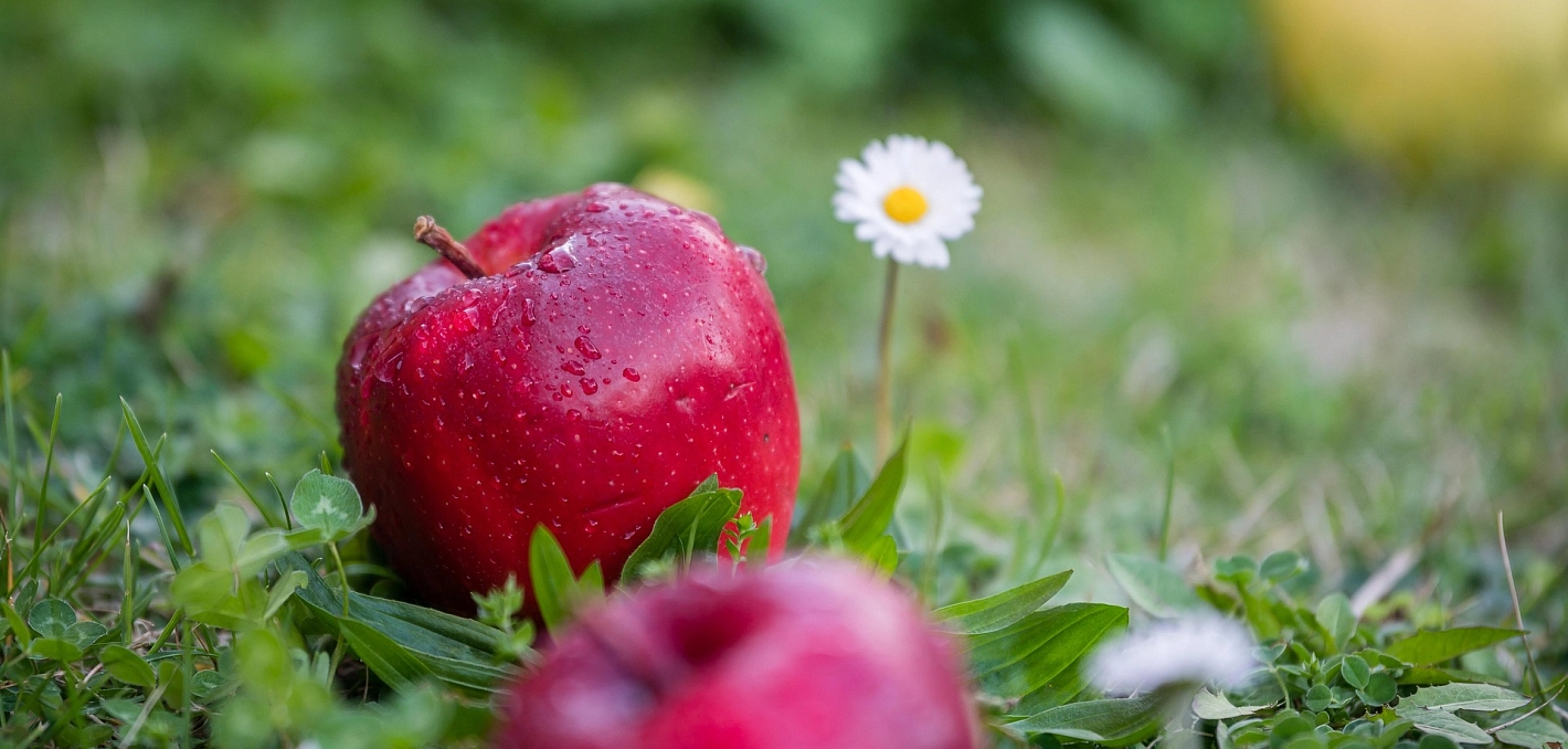 © Pixabay rote Äpfel auf der Wiese