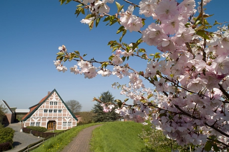 © Tourismus Altes Land - Kirschblüte am Lühedeich -klein © Tourismus Altes Land - Kirschblüte am Lühedeich -klein © © Tourismus Altes Land - Kirschblüte am Lühedeich -groß