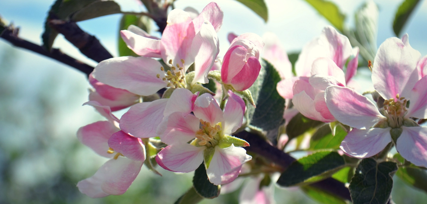 © Tourist Info Altes Land - Julia Cirkel Apfelblüte