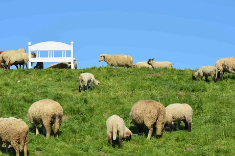 © Tourist-Info Altes Land - Schafe auf dem Deich&nbsp;&copy;&nbsp;Gemeinde Jork