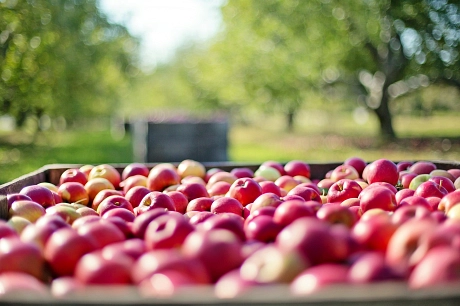 Äpfel in Großkiste Pixabay&nbsp;&copy;&nbsp;Pixabay