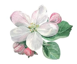 Apfelblüte&nbsp;&copy;&nbsp;Gemeinde Jork