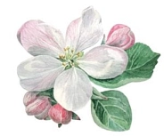 Apfelblüte Apfelblüte © Gemeinde Jork