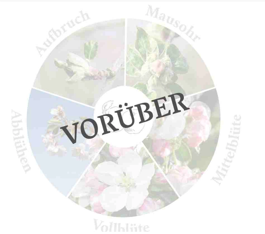 Apfelblüte Vorüber.JPG © Tourist Info Altes Land Blütenradar Vorüber Kirsche © Tourist Info Altes Land