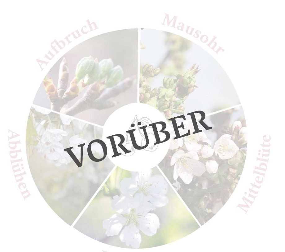 Kirschblüte Vorüber.JPG © Tourist Info Altes Land Blütenradar Vorüber Apfel © Tourist Info Altes Land