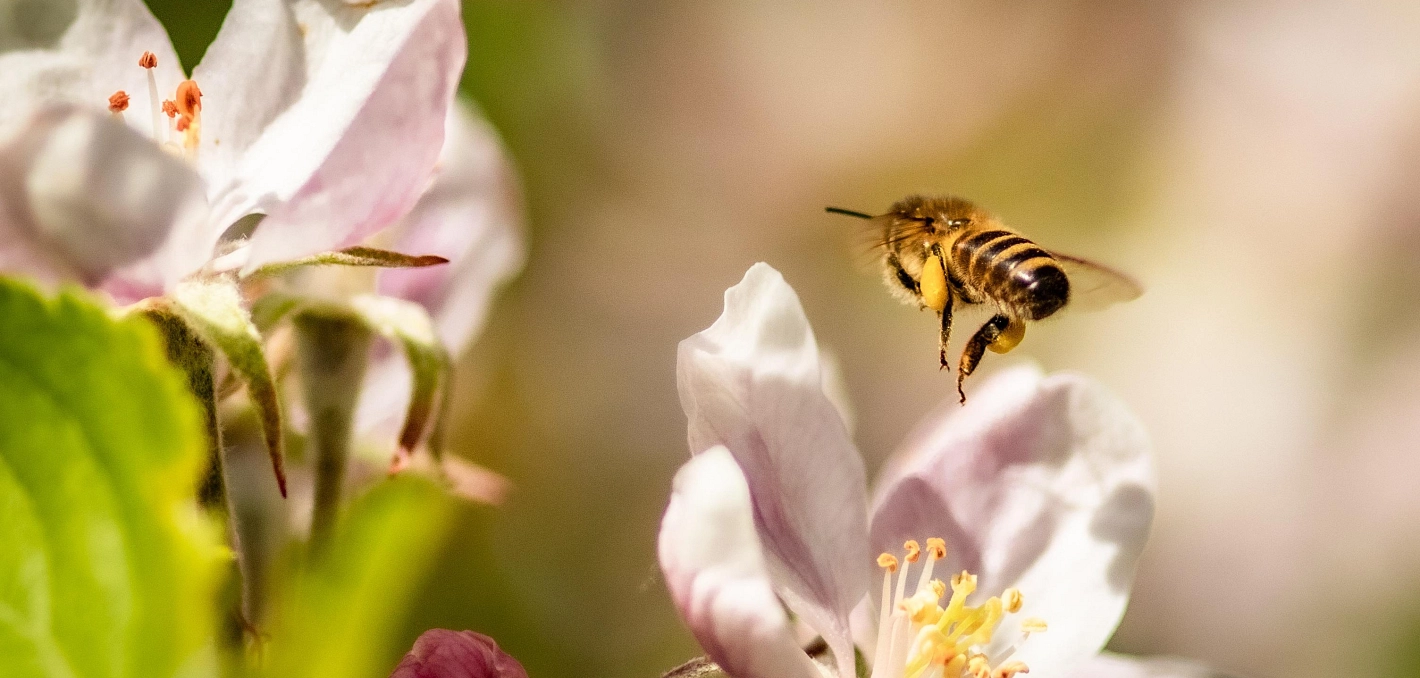 © Pixabay Biene in der Apfelblüte