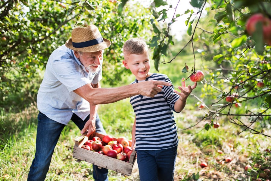 Großvater mit Enkelsohn beim Äpfel pflücken