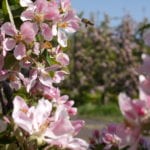 Apfelblüte mit Biene im Alten Land