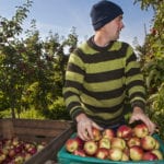 Erntehelfer im Alten Land während Apfelernte