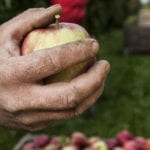 Pflückerhand mit Apfel aus dem Alten Land