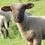 Schaf im Alten Land am Deich